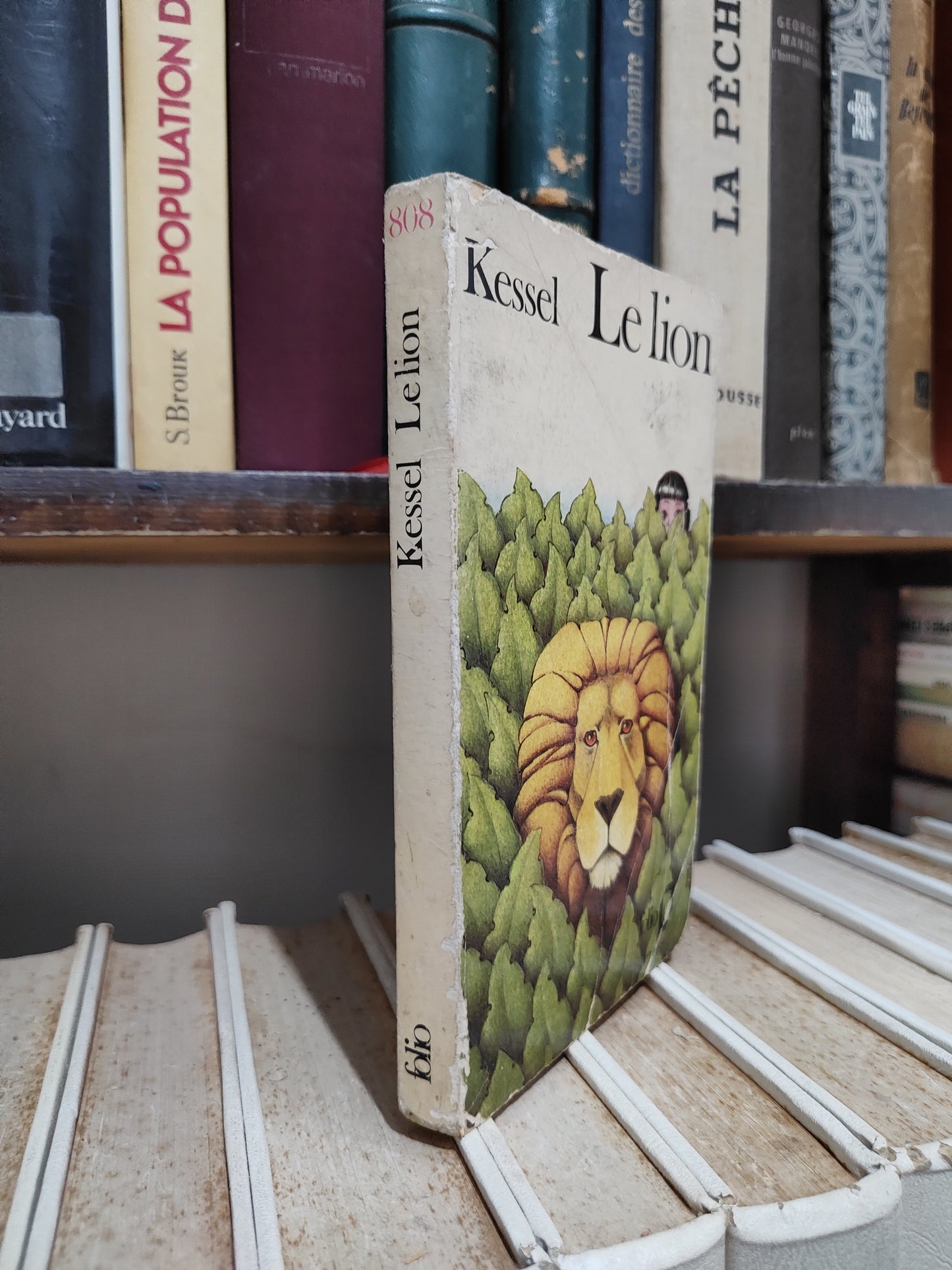 Kessel - Le lion